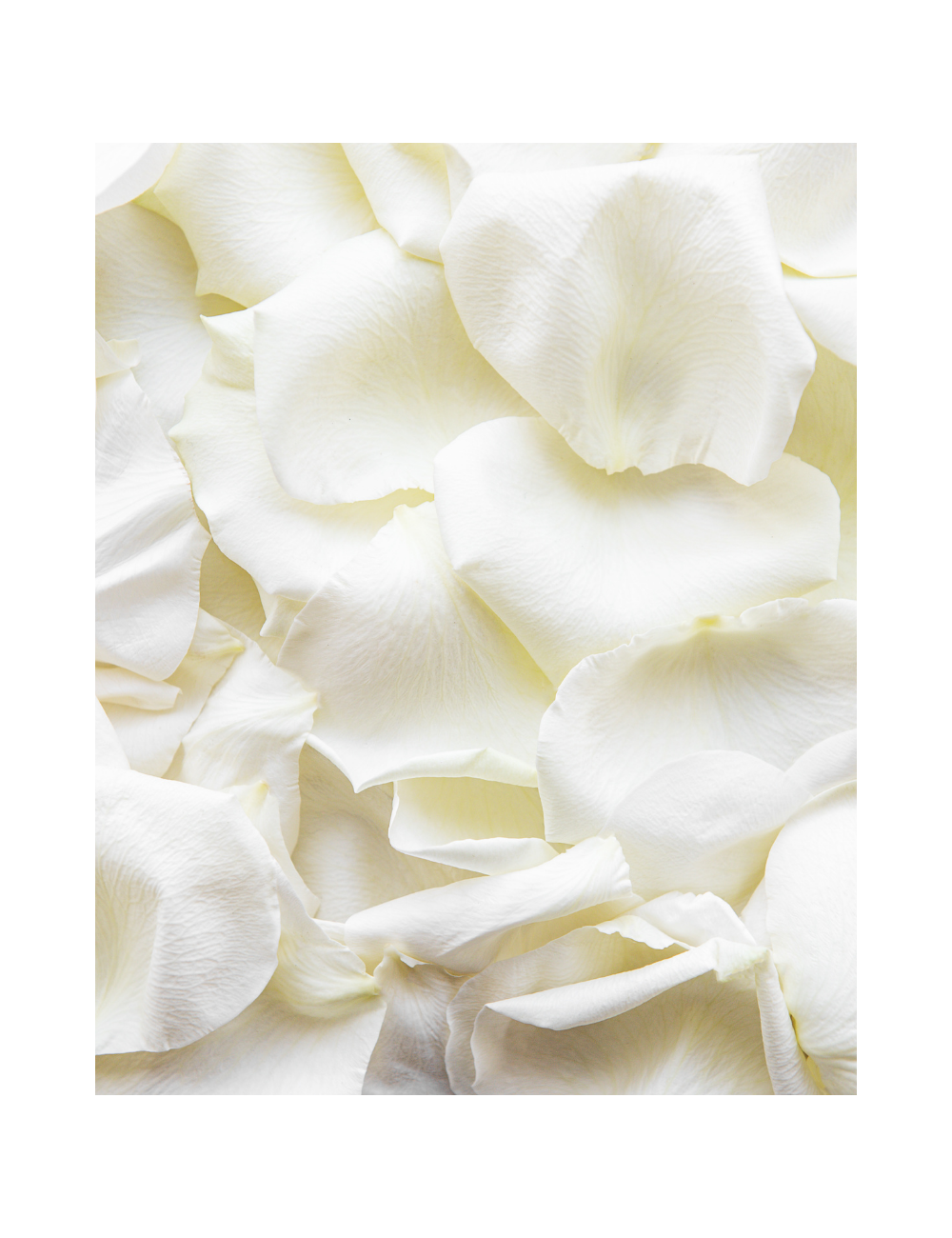 Canon à confettis - pétales de rose blancs