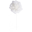 Rose sur tige