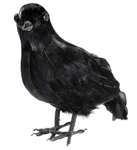 Corbeau à plumes 3