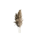 Pampa d'eau sur tiges 70 cm lot de 5