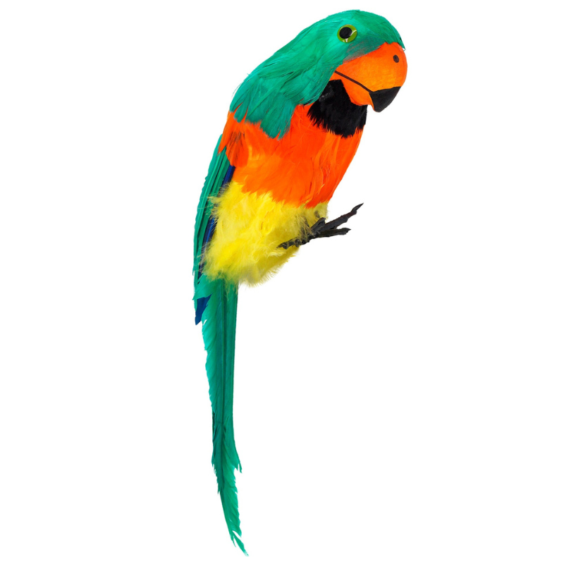 Perroquet à plumes, vert