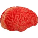 Cerveau ensanglanté
