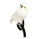 Chouette blanche de sorcier