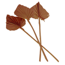 FEUILLES DE PALMIER 