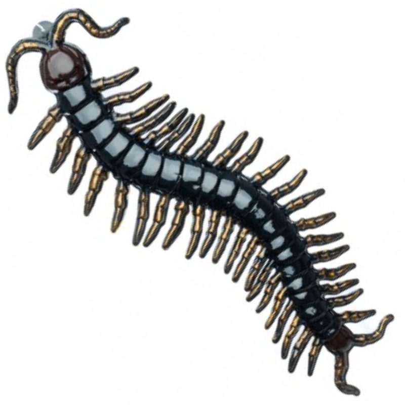 Black Hanging Centipede