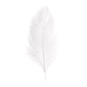 2 Plumes d'autruche / 30-35 cm