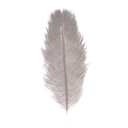 2 Ostrich Feathers / 30-35 cm