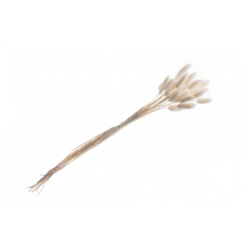 Bouquet of 25 Lagurus Stems
