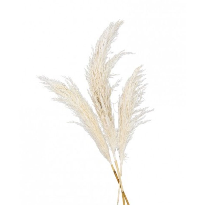 [CHA10842] 3 Stäbe Pampa (Naturel)