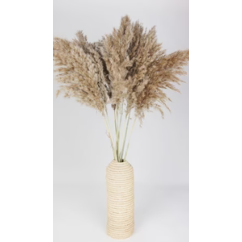 [CHA10843] 6 Tiges Herbe de Pampa Naturelles 65-75 cm (Naturel)