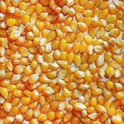 Mais  à pop corn
