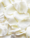 Canon à confettis Pétales Blancs