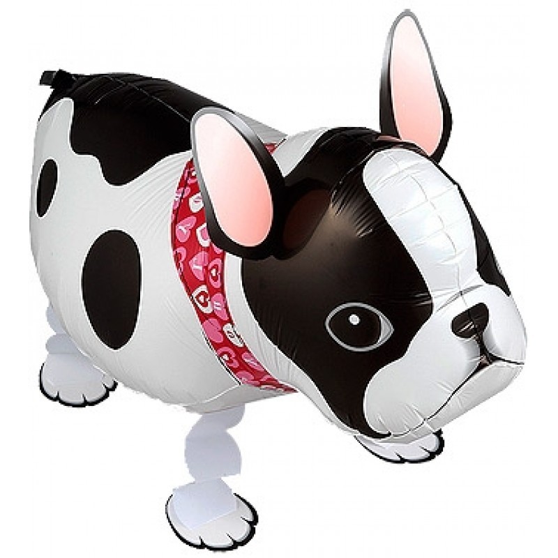 Walking Balloon French Bulldog