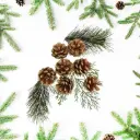 Pommes de pin et sapin