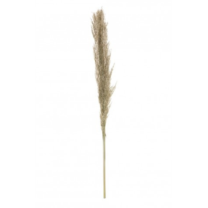 Pampa naturelle 115 cm