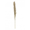 Pampa naturelle 115 cm