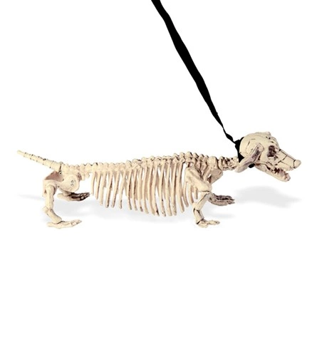 [WID07093] Skelett-Dackel an der Leine, 55 cm