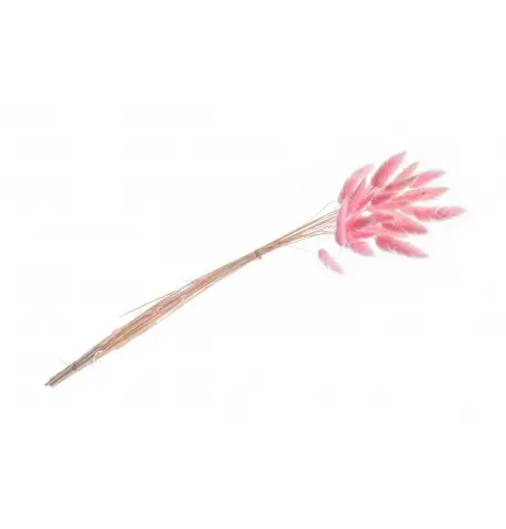 [CHA11950-04] Bouquet de 25 tiges Lagurus rose séchées 50-60 cm